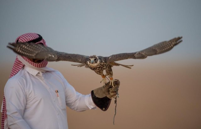 فطنة الفلاح خير من عبقرية الحكيم