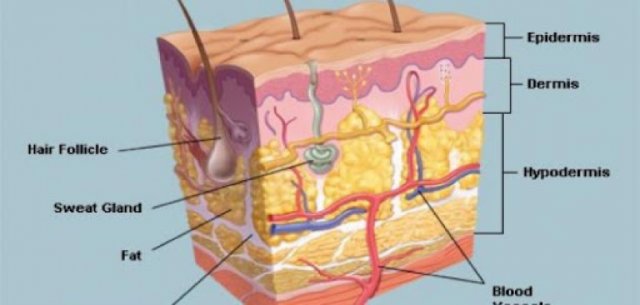 ما هي طبقات الجلد